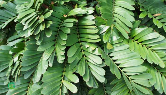 Zamia Plant