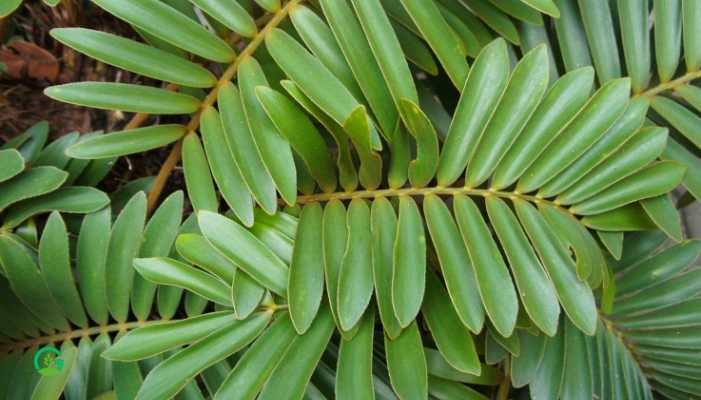 Zamia Plant