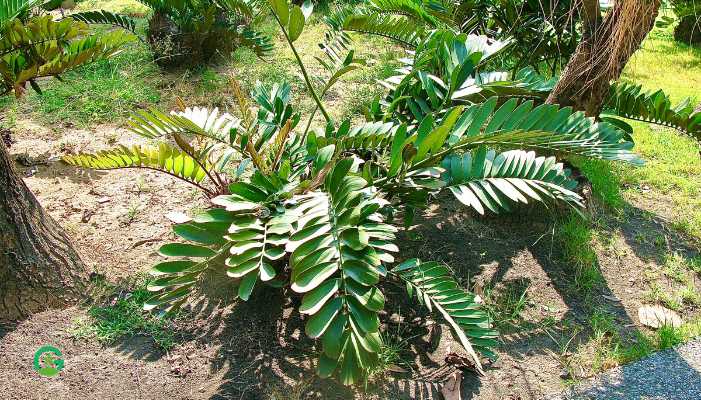 Zamia Plant