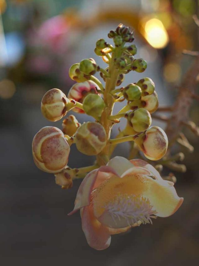 Nagalinga Tree