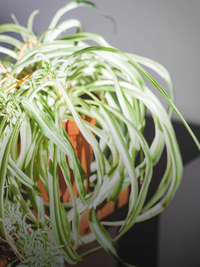 Top 10 Hanging Plants