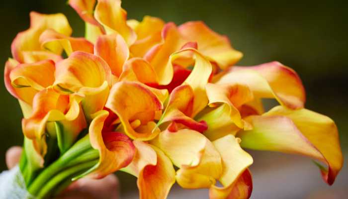 yellow Calla Lily Flowers