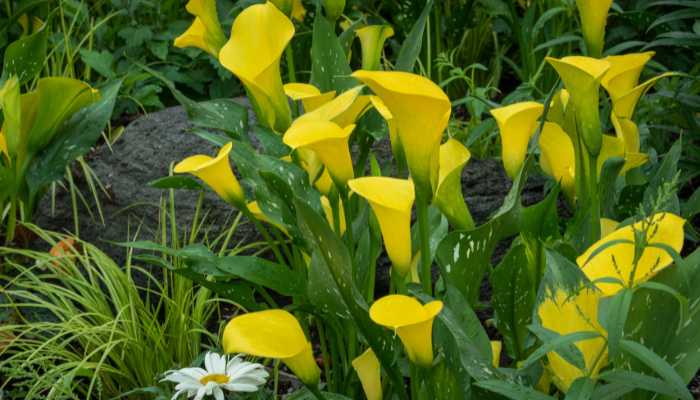 yellow-Calla-Lily-Flowers