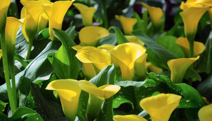 yellow Calla Lily Flowers