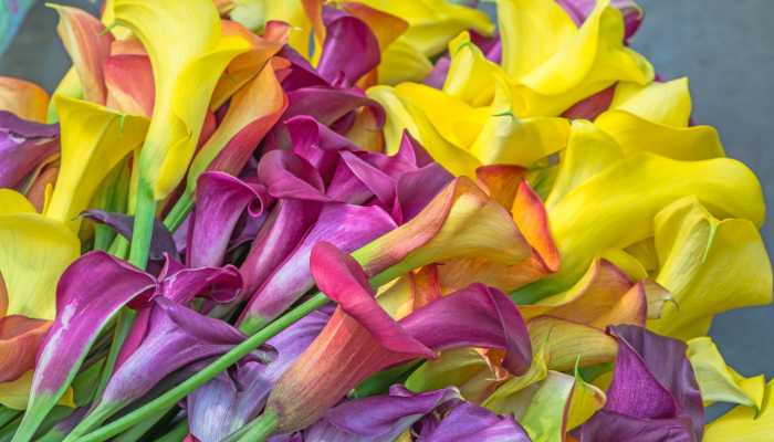 Yellow Calla Lily Flowers